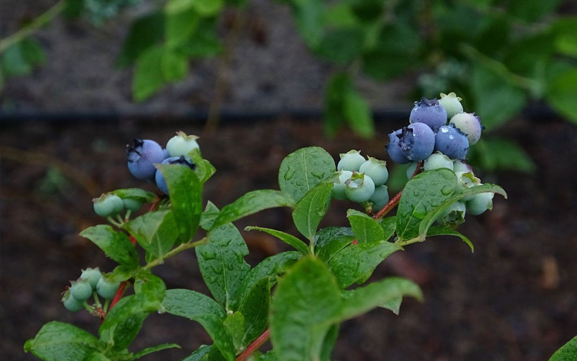 Bursa'da kilosu 50 TL olan meyve daha toplanmadan satılıyor! - Resim: 1