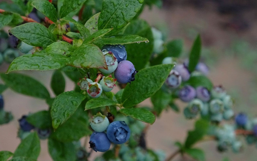 Bursa'da kilosu 50 TL olan meyve daha toplanmadan satılıyor! - Resim: 2