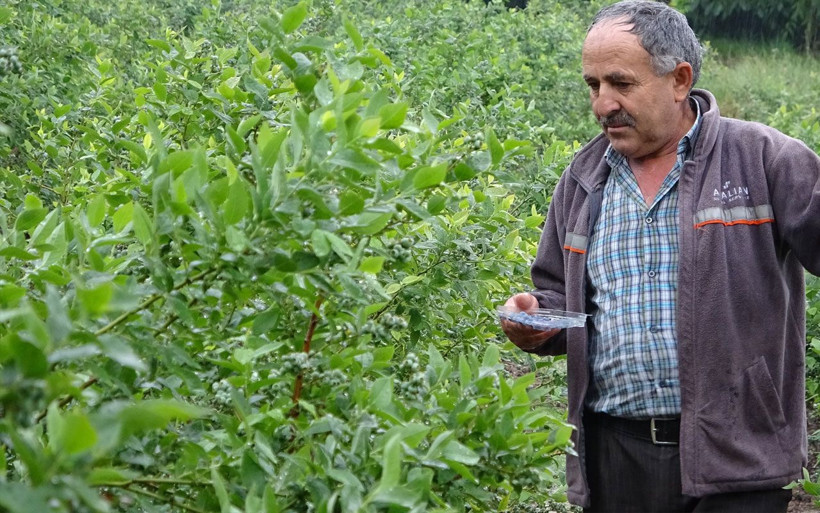 Bursa'da kilosu 50 TL olan meyve daha toplanmadan satılıyor! - Resim: 3