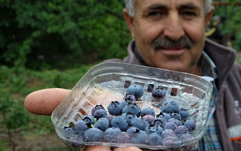 Bursa'da kilosu 50 TL olan meyve daha toplanmadan satılıyor! - Resim: 4