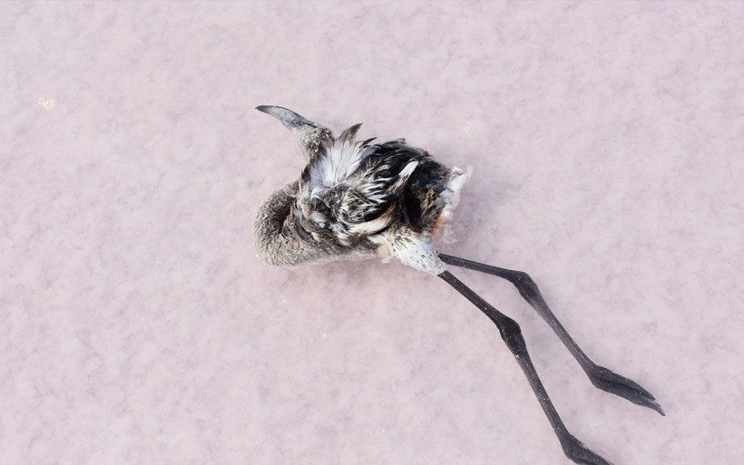 Tuz Gölü’nde flamingoların esrarengiz ölümü! İnceleme başlatıldı - Resim: 2