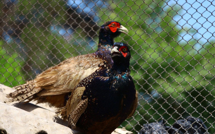 Tokat'ta kenelerle mücadelede 600 sülün doğaya salınacak! - Resim: 1