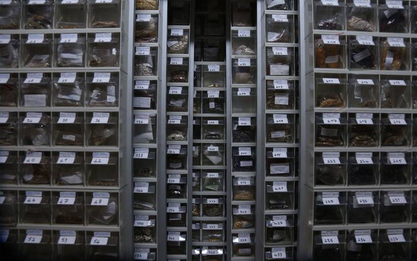 Çocukluğundan beri 1200 çeşit yerli tohum topladı! Nesiller için saklıyor - Resim: 1