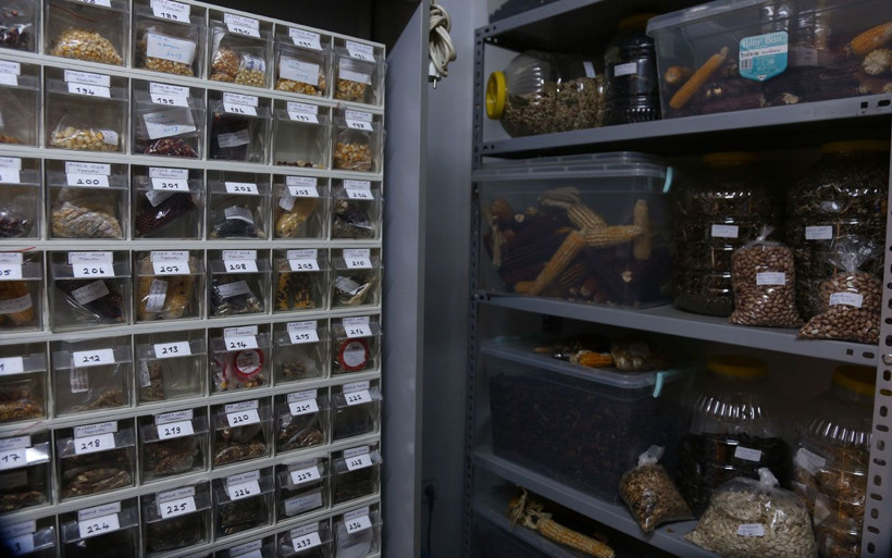 Çocukluğundan beri 1200 çeşit yerli tohum topladı! Nesiller için saklıyor - Resim: 2