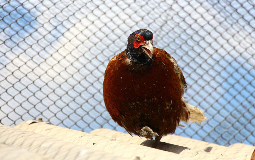 Tokat'ta kenelerle mücadelede 600 sülün doğaya salınacak! - Resim: 2