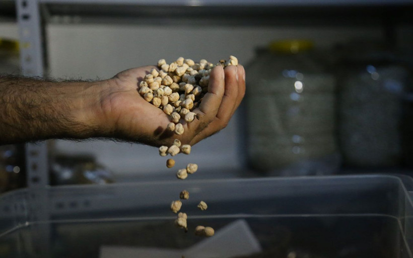Çocukluğundan beri 1200 çeşit yerli tohum topladı! Nesiller için saklıyor - Resim: 3