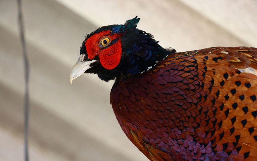 Tokat'ta kenelerle mücadelede 600 sülün doğaya salınacak! - Resim: 3