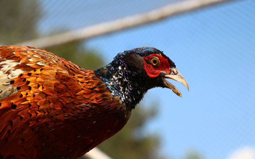 Tokat'ta kenelerle mücadelede 600 sülün doğaya salınacak! - Resim: 4