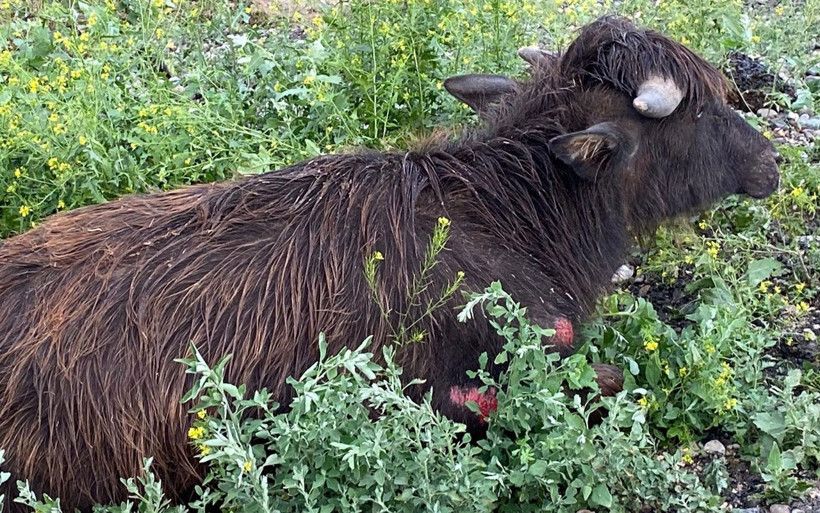 Amasya'da 30 büyükbaş hayvan sele kapıldı! Telef oldular - Resim: 1