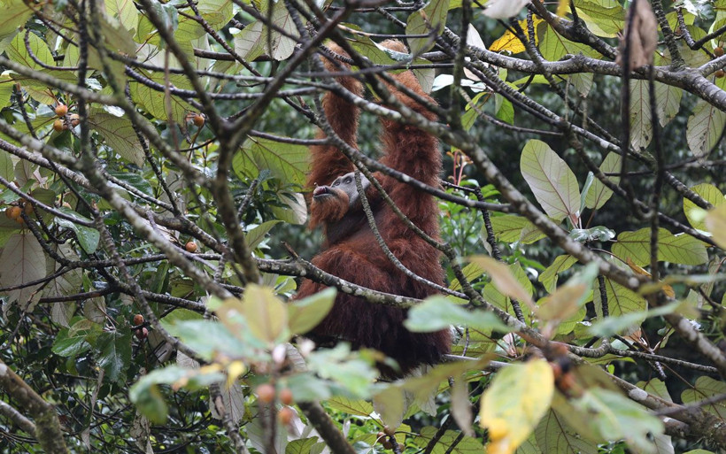 Endonezya'da yaşayan orangutanlar nesli tükenme tehlikesiyle karşı karşıya - Resim: 2