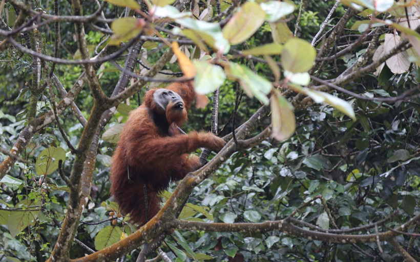 Endonezya'da yaşayan orangutanlar nesli tükenme tehlikesiyle karşı karşıya - Resim: 3