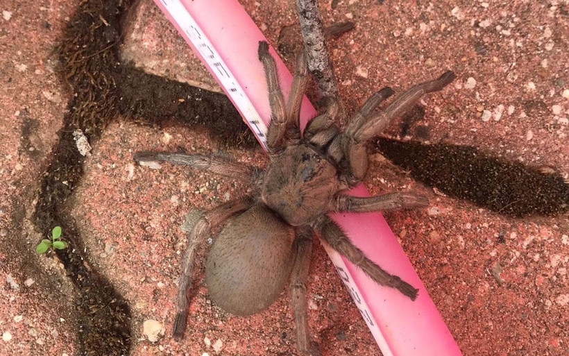 Osmaniye'de yayla evinde görülen dev örümcek korkuttu! - Resim: 3