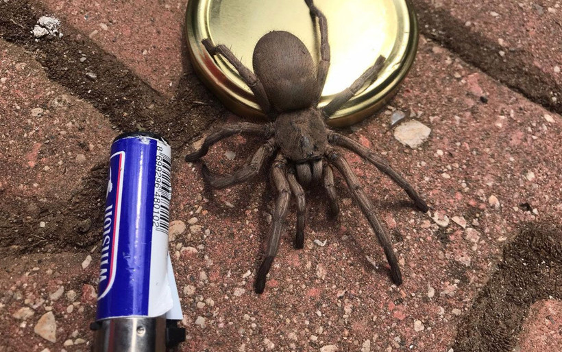 Osmaniye'de yayla evinde görülen dev örümcek korkuttu! - Resim: 4