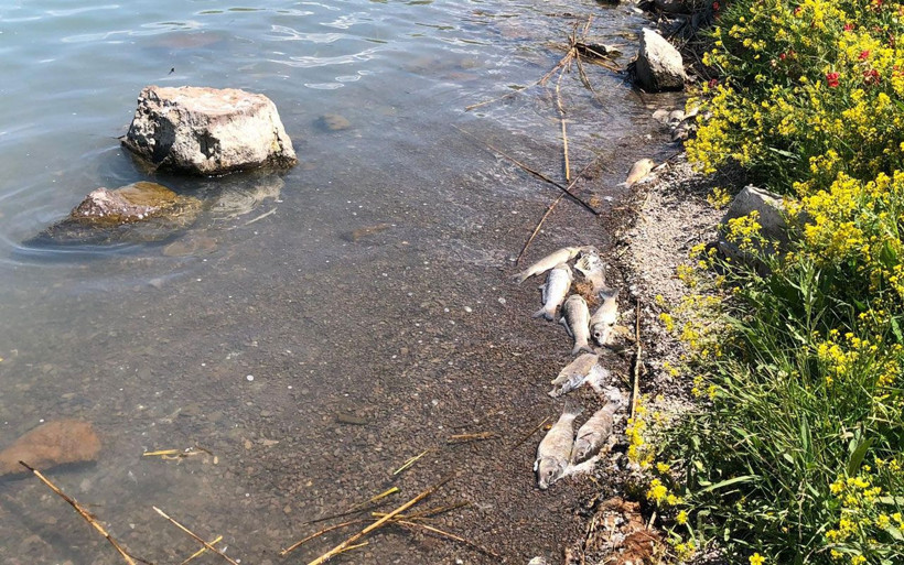 Kağızman'da depremin ardından balık ölümleri korkuttu! Vatandaşlar tedirgin - Resim: 1