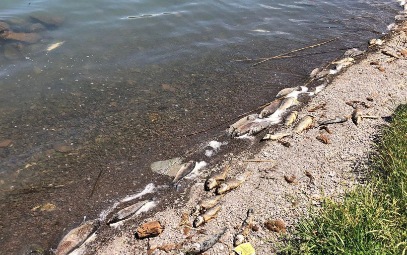 Kağızman'da depremin ardından balık ölümleri korkuttu! Vatandaşlar tedirgin - Resim: 3