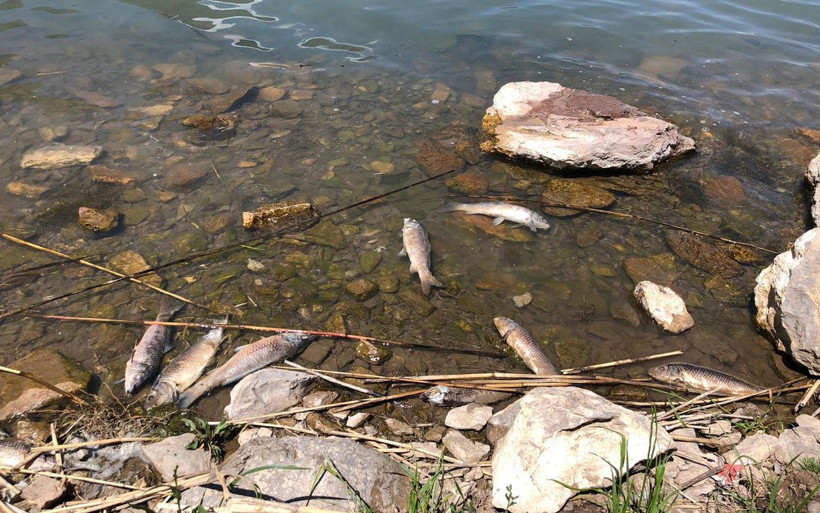 Kağızman'da depremin ardından balık ölümleri korkuttu! Vatandaşlar tedirgin - Resim: 4