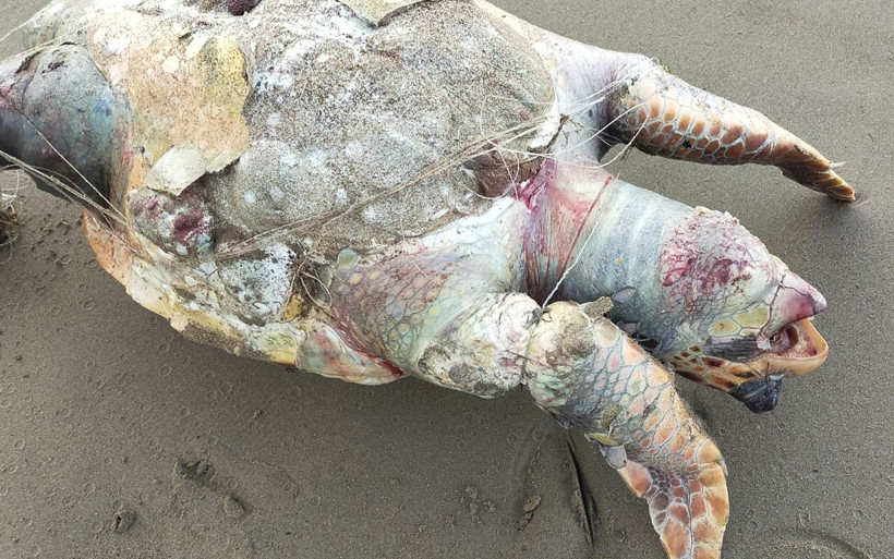 Antalya'da kaplumbağa ölümleri 14'e çıktı bu kez bakın ney sebep oldu - Resim: 1