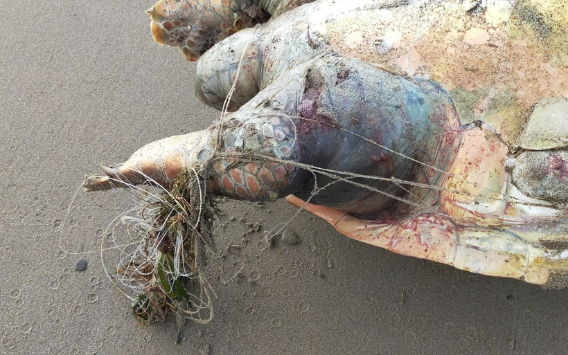 Antalya'da kaplumbağa ölümleri 14'e çıktı bu kez bakın ney sebep oldu - Resim: 4