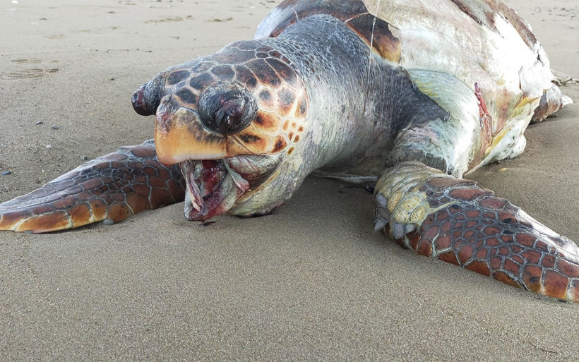 Antalya'da kaplumbağa ölümleri 14'e çıktı bu kez bakın ney sebep oldu - Resim: 2