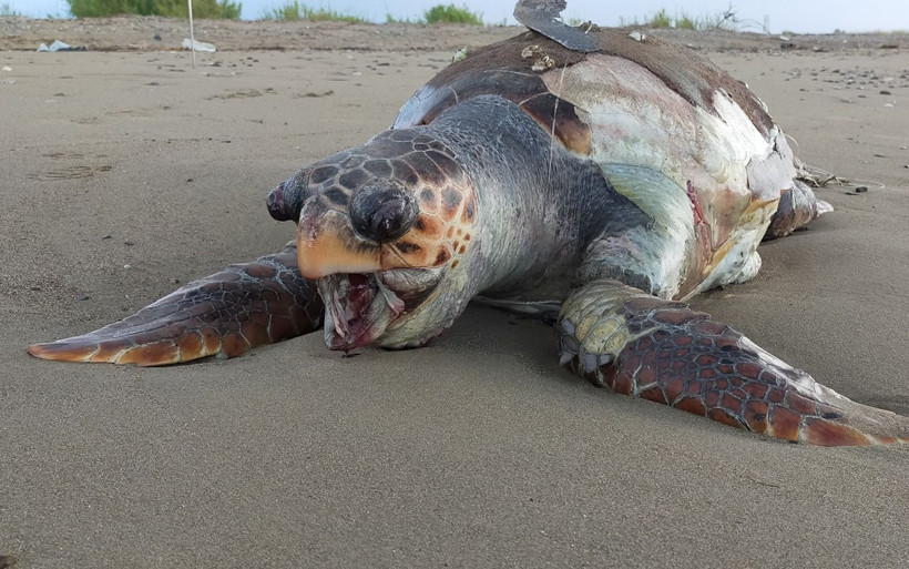 Antalya'da kaplumbağa ölümleri 14'e çıktı bu kez bakın ney sebep oldu - Resim: 3