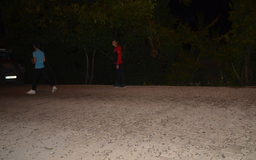 Şanlıurfa'ya yağmur gibi geldiler her yıl yaşanan kelebek istilası tekrarladı - Resim: 1