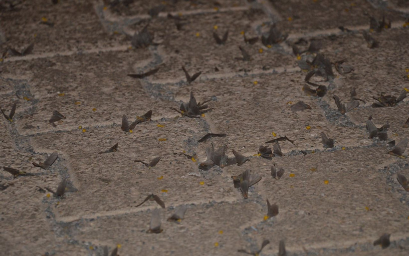 Şanlıurfa'ya yağmur gibi geldiler her yıl yaşanan kelebek istilası tekrarladı - Resim: 3