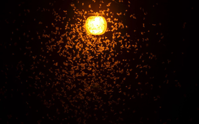 Şanlıurfa'ya yağmur gibi geldiler her yıl yaşanan kelebek istilası tekrarladı - Resim: 2