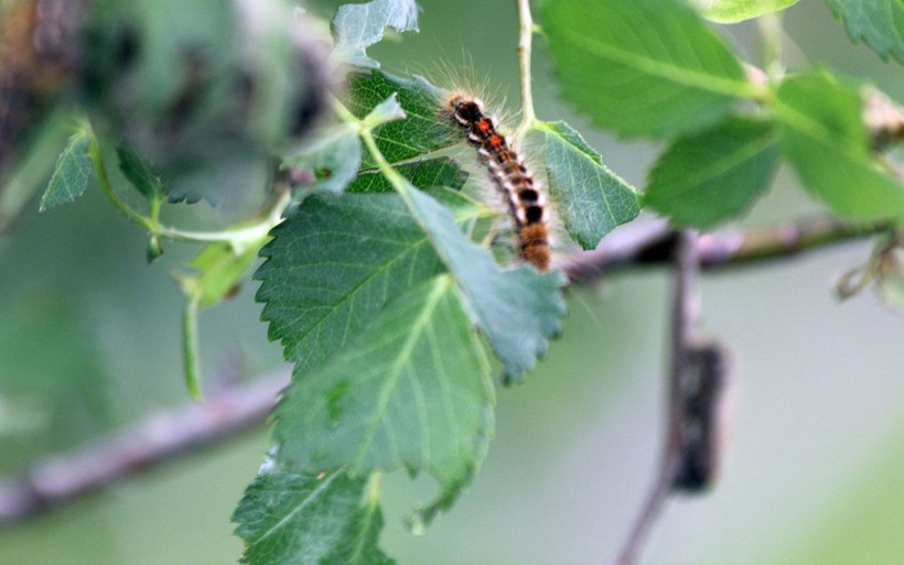 Sivas'ta istilacı tırtıllara karşı 'Sahra' adlı ışıklı tuzak kuruldu - Resim: 2