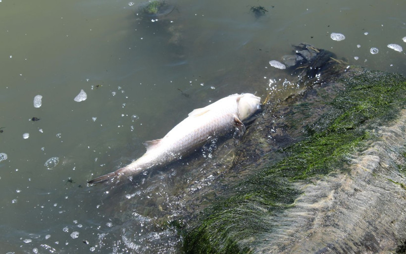 Küçükçekmece Gölü kuş cenneti diye biliniyordu şimdi balık mezarı oldu - Resim: 1