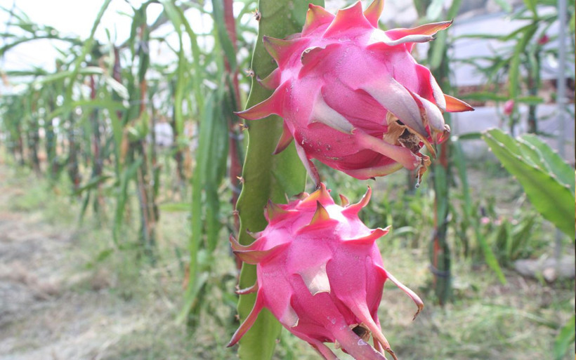 Amerika'dan getirdi Mersin'de üretmeye başladı ejder meyvesine yoğun talep - Resim: 1