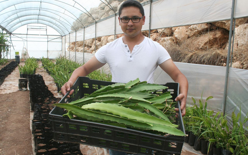 Amerika'dan getirdi Mersin'de üretmeye başladı ejder meyvesine yoğun talep - Resim: 3