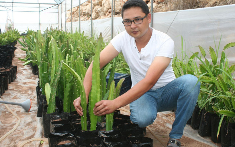Amerika'dan getirdi Mersin'de üretmeye başladı ejder meyvesine yoğun talep - Resim: 4