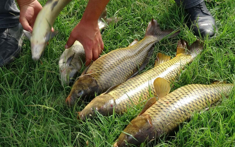Iğdır'da elini olta olarak kullanıyor yakaladığı balıkların büyüklüğü şaşırttı - Resim: 4