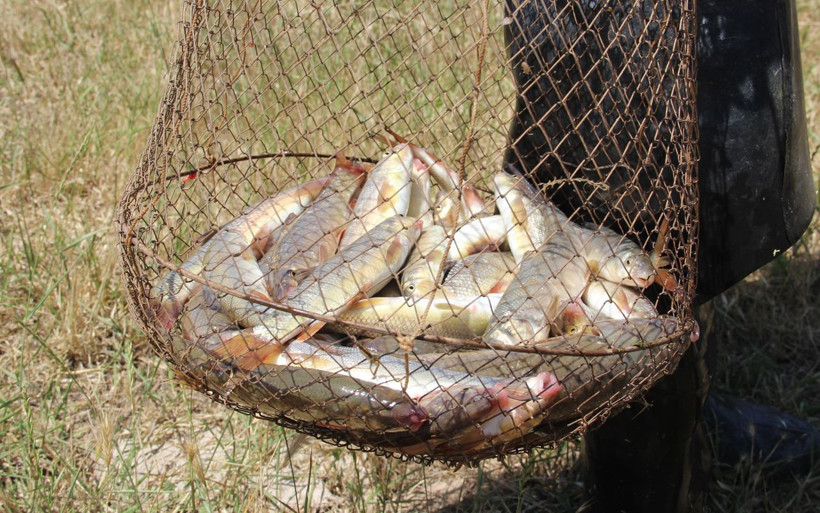 Sivas'ta balıklara seslenen adam! Kızılırmak'a oturup avlıyor - Resim: 3