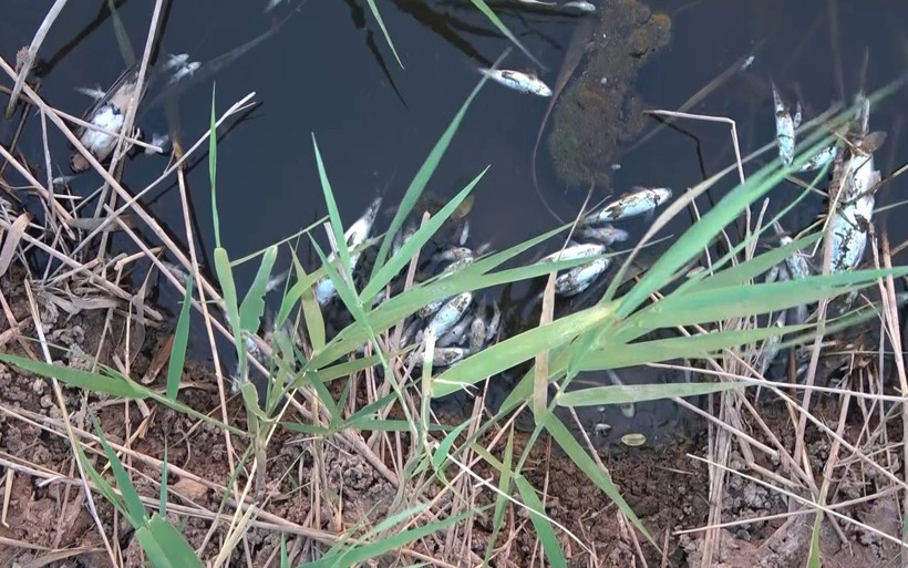 Kırıkkale ırmağında yüzlerce ölü balık kıyıya vurdu - Resim: 2