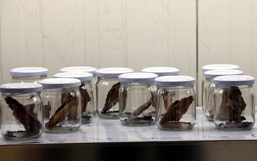 Zonguldak ormanlarında komando böcekler operasyona çıkıyor laboratuvarda üretildi - Resim: 4