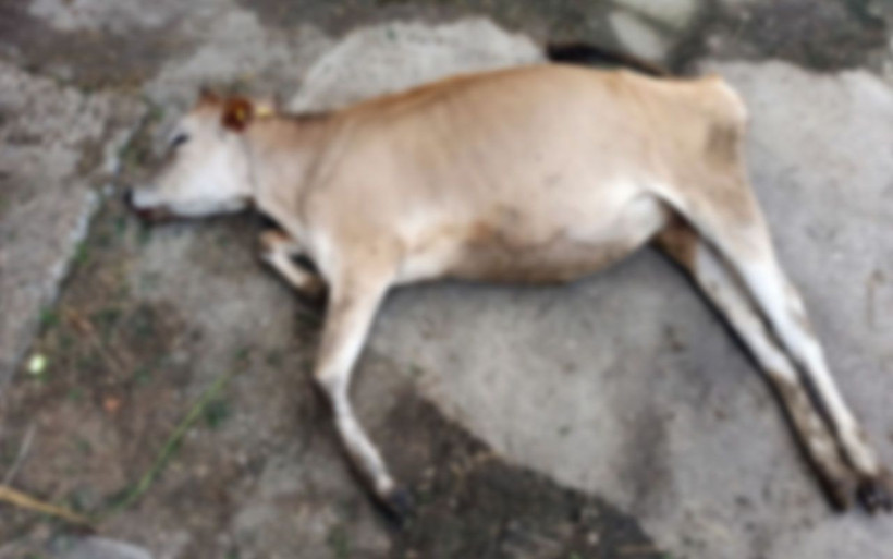 Sakarya'da korkutan ölümler! Peş peşe geldi meralar ilaçlanıyor - Resim: 3