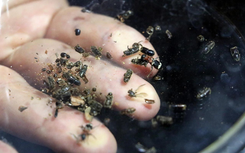 Zonguldak ormanlarında komando böcekler operasyona çıkıyor laboratuvarda üretildi - Resim: 1