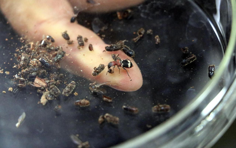 Zonguldak ormanlarında komando böcekler operasyona çıkıyor laboratuvarda üretildi - Resim: 2