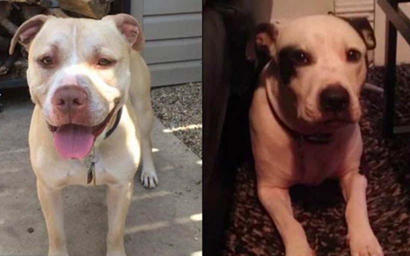 ABD'de kan donduran olay! İki pitbull 17 aylık bebeği öldürdü - Resim: 3