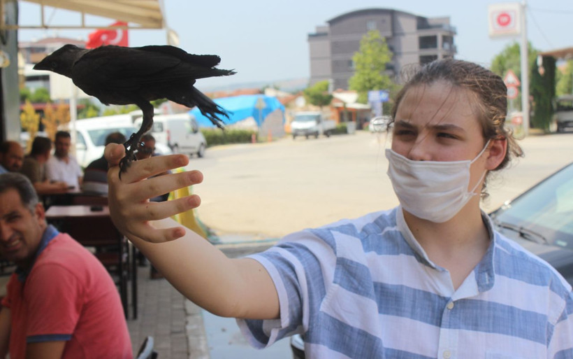 Bursa'da hayatını kurtardığı karga en yakın dostu oldu - Resim: 3