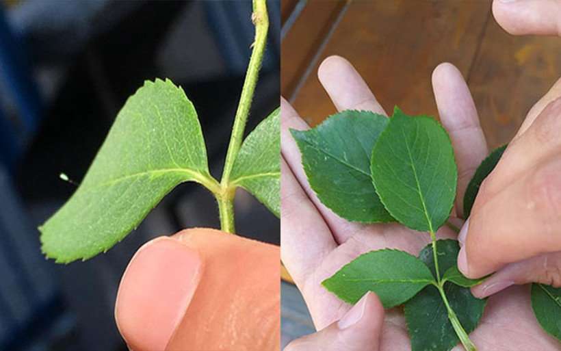 3 bin yılda bir açıyor! Kastamonu’da ‘udumbara çiçeği’ görüldü - Resim: 1