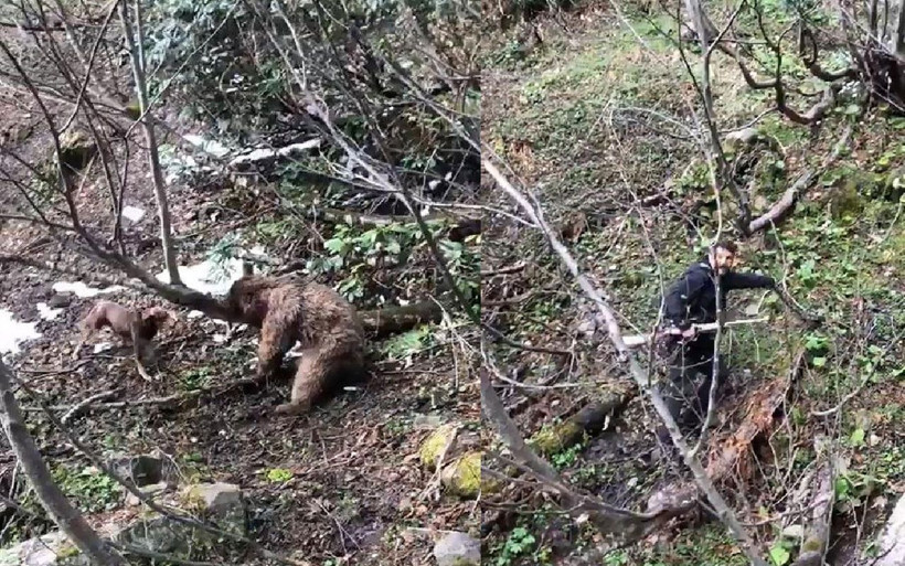 Vahşet! Can çekişen ayıyı köpeklere parçalattı! - Resim: 1