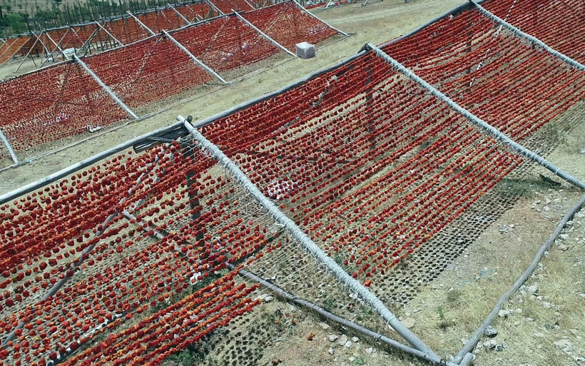 Gaziantep'te 'Kurutmalık' sezonu başladı dolmalık biber nakış nakış ipe diziliyor - Resim: 2