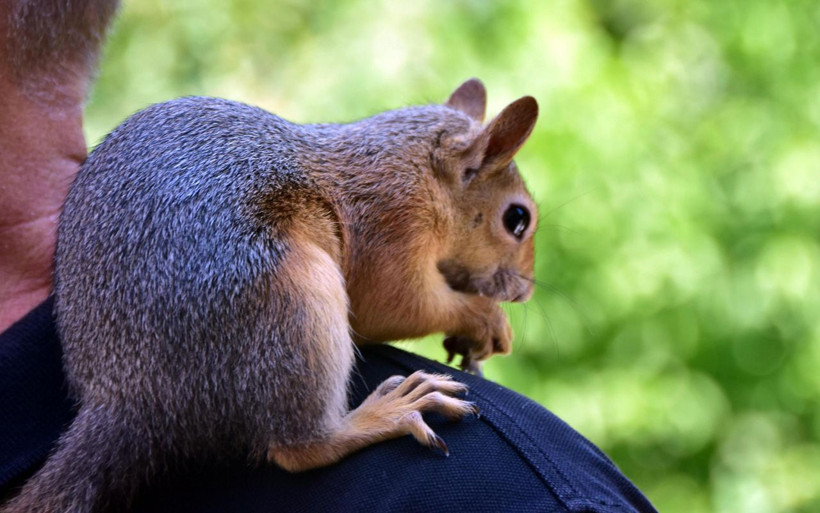 Muğla'da bitkin halde bulduğu sincap ailenin üyesi oldu - Resim: 2