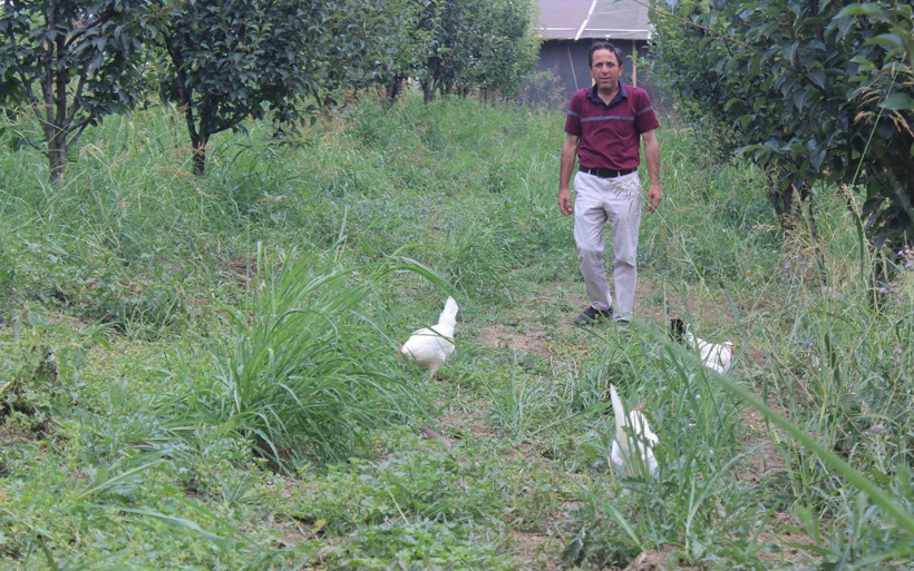 Bursa'da satacağı meyveleri tavuklara yedirip yumurtasını 3 katı fiyata satıyor - Resim: 2