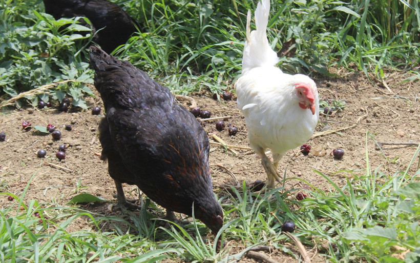 Bursa'da satacağı meyveleri tavuklara yedirip yumurtasını 3 katı fiyata satıyor - Resim: 4