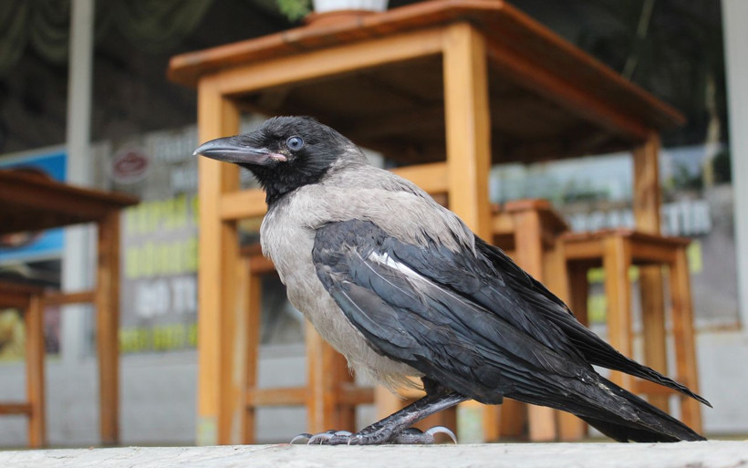 Kocaeli'de karganın başına gelmeyen kalmadı kelle paça ve sucukla besliyor - Resim: 3