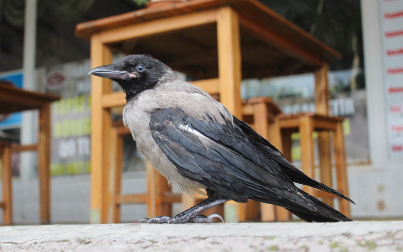 Kocaeli'de karganın başına gelmeyen kalmadı kelle paça ve sucukla besliyor - Resim: 4