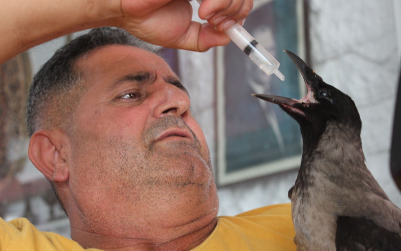 Kocaeli'de karganın başına gelmeyen kalmadı kelle paça ve sucukla besliyor - Resim: 1